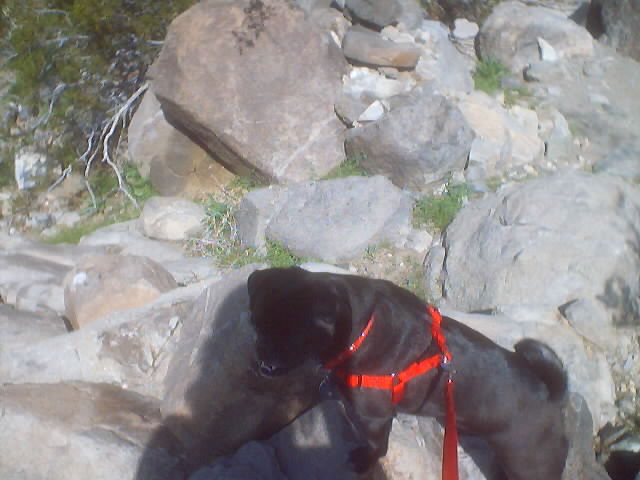 Suzi the rock dog!